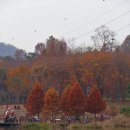 호수정감 이미지