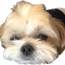 광주다온동물병원 이미지