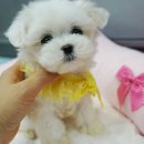 미스터독 네이버블로그