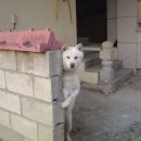 어서오개 이미지