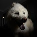 빈정공원 | 호주에서 살아남기 上