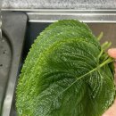 용용농산