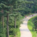 잣향기푸른숲 축령백림관 | 가평 잣향기푸른숲(+산책길, 캠핑) 완벽 가이드