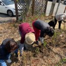 장미마을 이미지