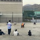 삼상초 이미지