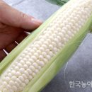 초당옥수수 ‘허니스틱’ 인기 이미지