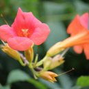 바다가 그리운 나무 이미지