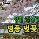 경기도 벚꽃 명소 양평 갈산공원 벚꽃길 서울근교 갈만한곳 이미지