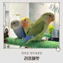 윤이약국 | 남포동 아이랑 실내 앵무새분양 가능한 앵무새카페 리프패럿 광복점
