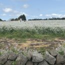 성읍리-24 | 제주 갯무꽃 찾아 삼만리! 가장 만족스러웠던 오름정원 실시간