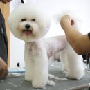 변신하개 이미지