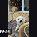굿독 애견미용클럽 | (수원, 강아지, 고양이, 애견미용, 추천!) 름자펫살롱 수원 름자펫살롱, 친절한 케어