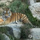 서울대공원 이미지