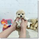 마마스미독강아지분양 - 김해시 율하3로 103 | 마마스미독강아지분양