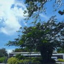 휴게 | [탐불리 씨사이드 리조트] 아이랑 세부 숙소 야외 수영장 및 휴게시설 사용 후기