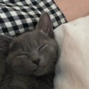 가재울봉쥬르동물병원 이미지