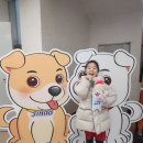진도개 사랑 | [초2] 아이랑 전라남도 여행 - 진도개 테마파크, 신호등 회관 맛집 인정!!