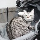 비비펫동물병원 이미지