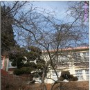 금과초등학교 이미지