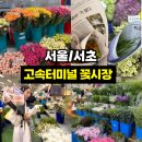 <서울/서초> 고속터미널 꽃시장 처음 가본 후기｜꽃 좋아한다면 꼭 가봐야 할 힐링 명소