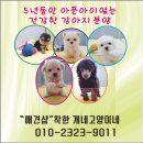 천사 애견 이미지