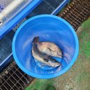 쌍용수산 | 천안 쌍용 활어 수산시장 이용 후기, 저울에 물까지..