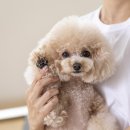개털도사 네이버블로그