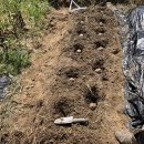 대풍원예 | 🍓 감자 심는 시기부터 수확까지 총정리 I 초보도 대풍 만드는 감자재배 비법 (북주기·추비·병충해...