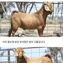 안평염소농장 이미지