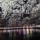 백덕순의 사진여행 111 . 석촌호수 야간 벚꽃축제 이미지