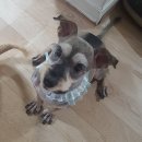 삐삐 펫살롱 이미지