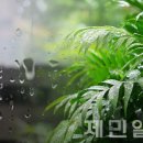 제주다시