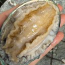 완도수산 | 명절선물 설선물추천 완도 활전복 후기｜현탑수산 완도 특산품 ㅣ 어남선생 류수영 레시피 전복죽