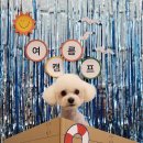 가치있개 반려견 유치원 이미지