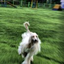 퍼피랜드 이미지