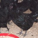 기러기농장 이미지