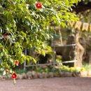 쉔픽스의료기 이미지