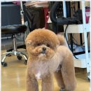 스타애견미용 | 천안애견미용 천안의 아리스타펫 살롱 방문 후기