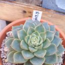 봉곡동131 이미지