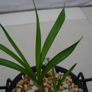 선영2호 이미지