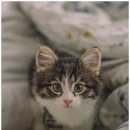 영통동물병원 이미지