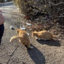 길냥이와 함께하는 이미지