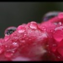 로즈향기 이미지