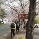 화개십리벚꽃길 이미지