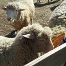 순진목장 이미지