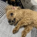 청과장 | 4월 일상 - 초코 일기내 일상