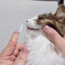 덴탈이유 | 고양이치석제거 추천, 캣디피 원미닛 치약 &amp; 덴탈칫솔 사용 후기