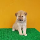 진도견나라 이미지