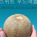 트로피컬랩