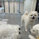 반려담애견유치원 | 강남 애견유치원 추천 - 반려담애견유치원에 맡겨보세요~*^^*